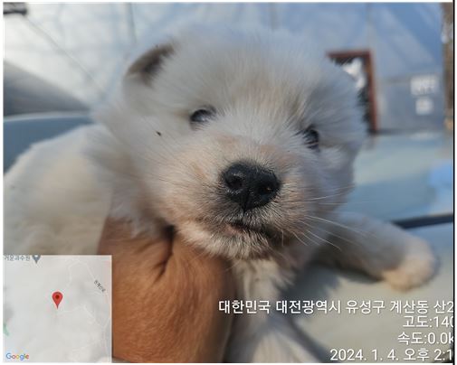보호중 믹스견의 가…